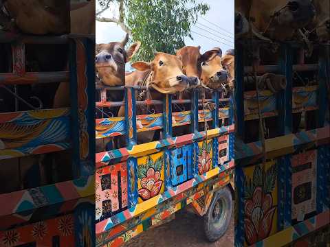 Thumbnail for Data cow #shorts - video