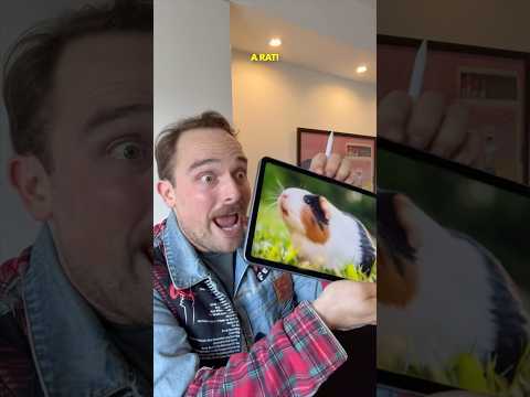 Thumbnail for The Most Misunderstood Animal #languages #guineapig #english #french #spanish #german #mandarin - video